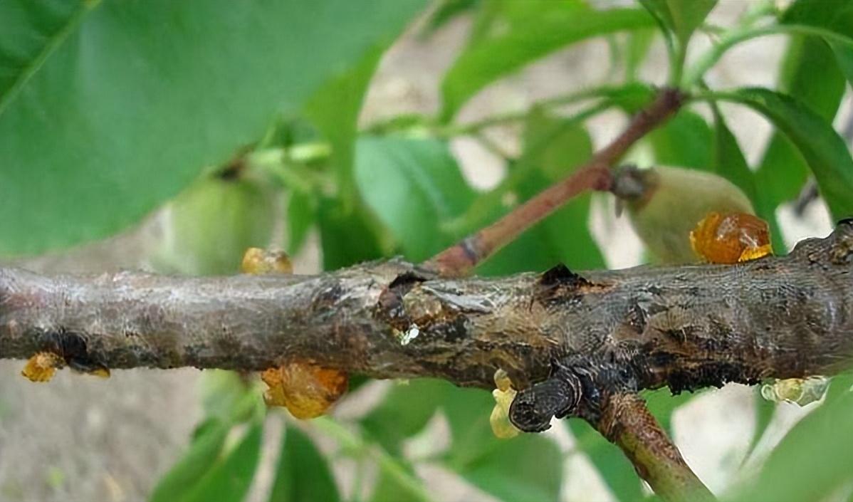 樱桃病虫害防治及管理专家,樱桃病虫害周年管理技术讲解