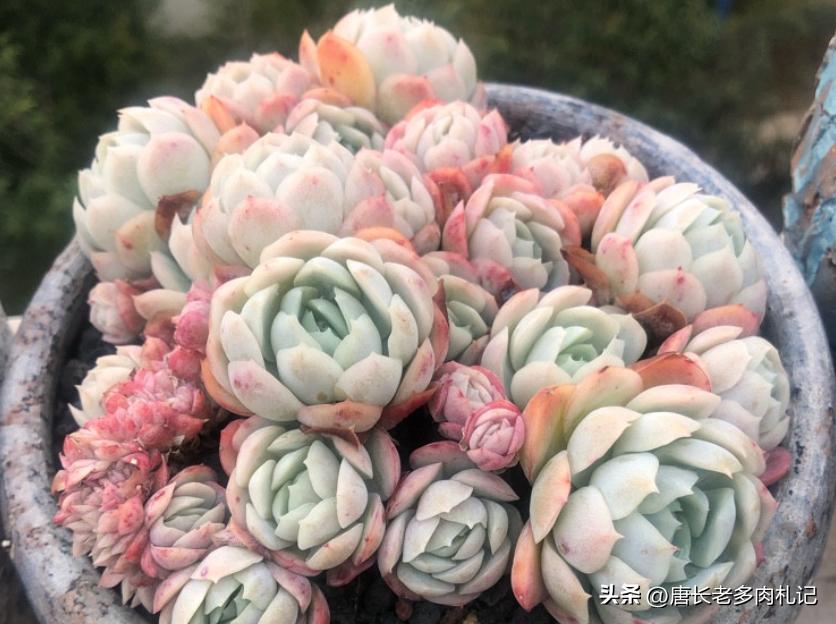 冰莓多肉怎么养护,多肉冰玫瑰换盆换多大的