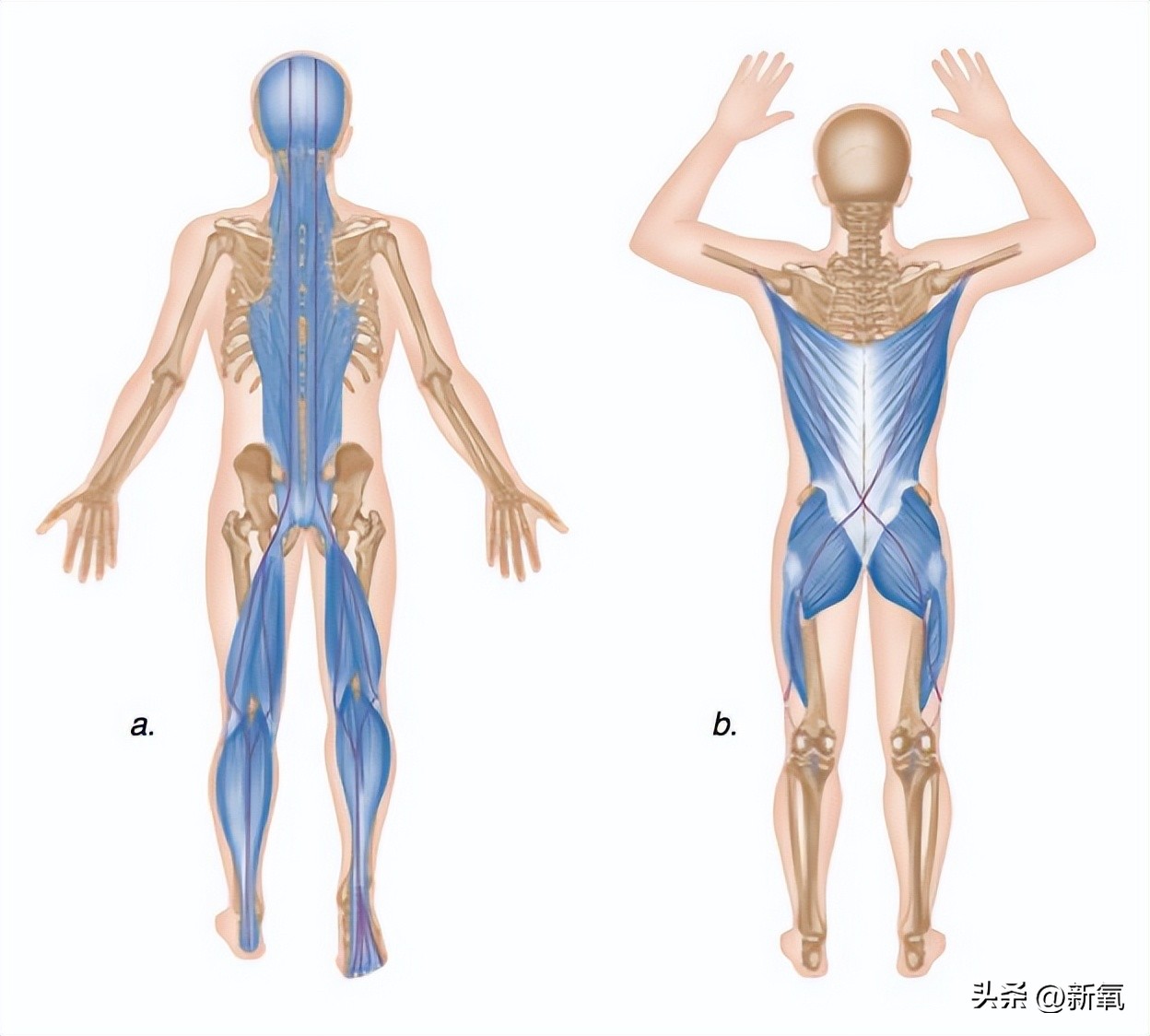 脸胖下垂是什么原因,脸肥下垂