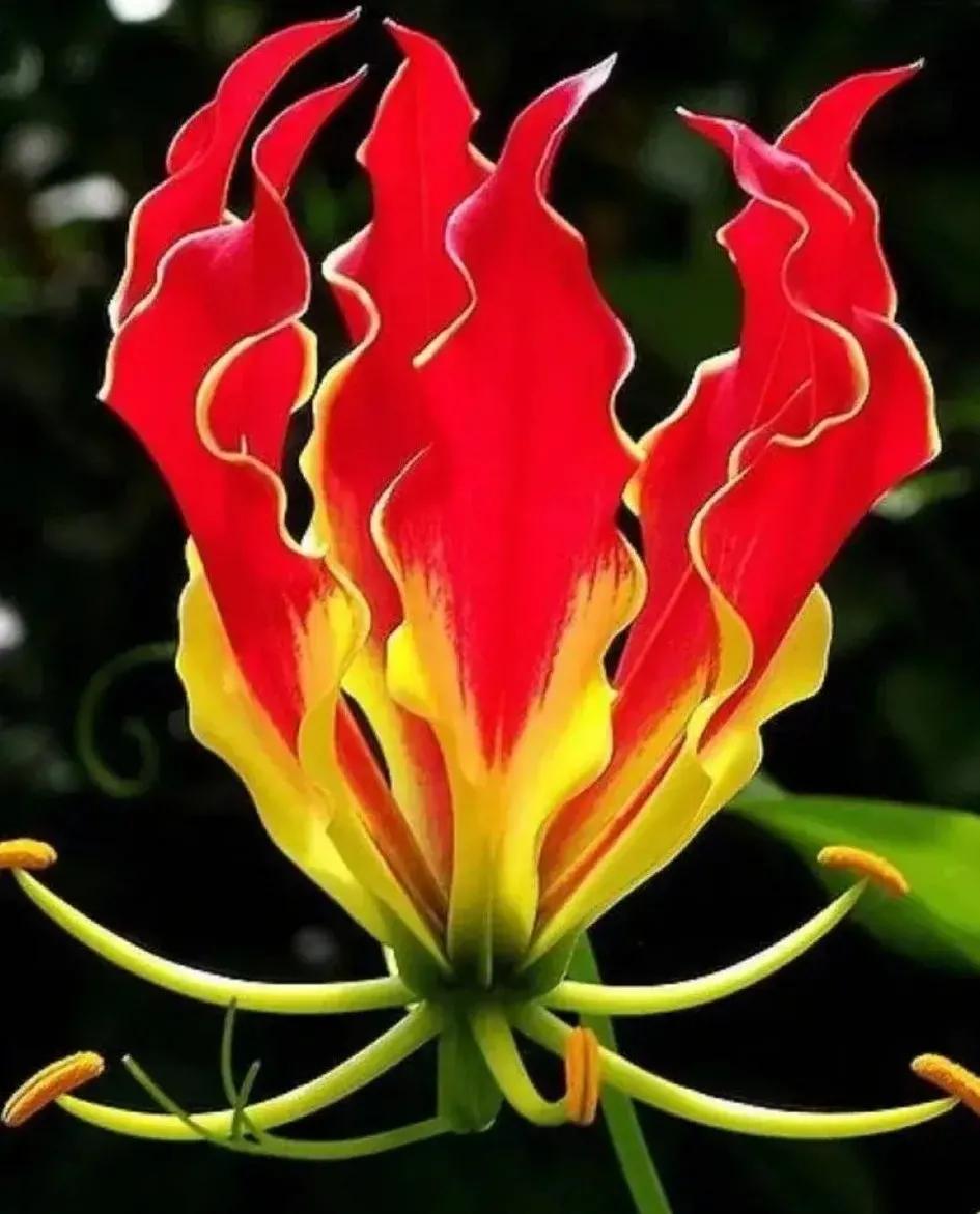 兰花的唯美图片,珍稀兰花各色大全