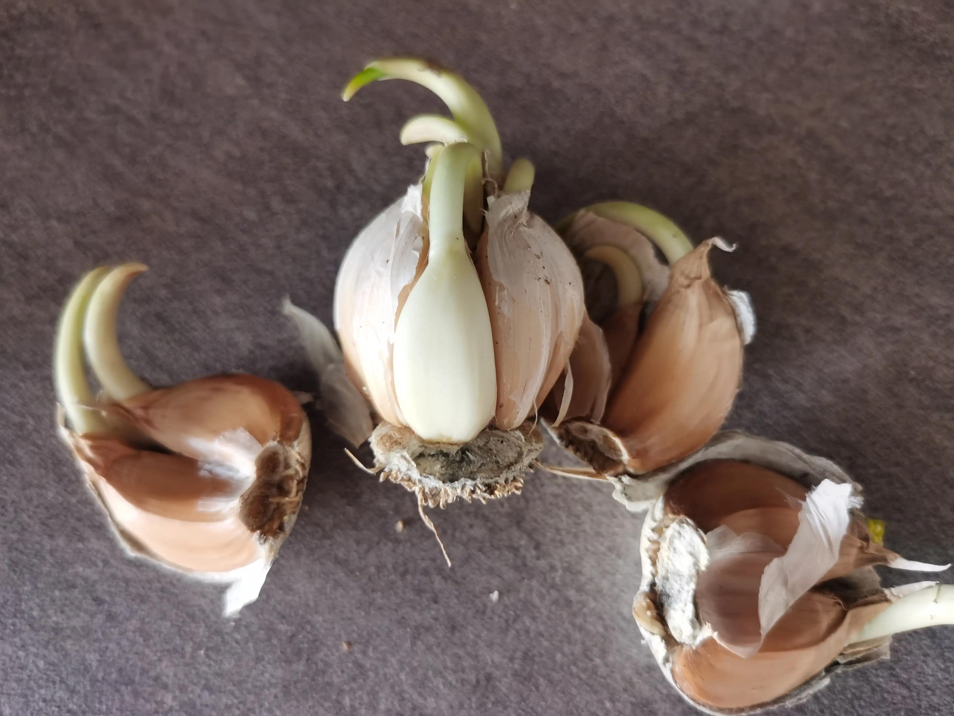 在超市买的大蒜可以买来再种植吗,超市大蒜和自己种大蒜区别