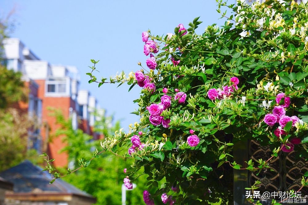 瀹濊礉鏈夋柊骞寸ぜ鐗╁悧,瀹濊礉鏄ュぉ浼樻儬