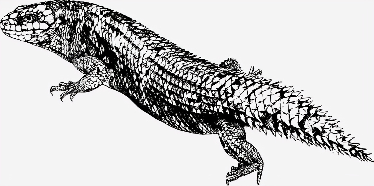 全球十大罕见黑色神兽,最昂贵的十大黑动物