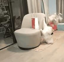 别人家的猫是液体还是固体,猫都是水做的