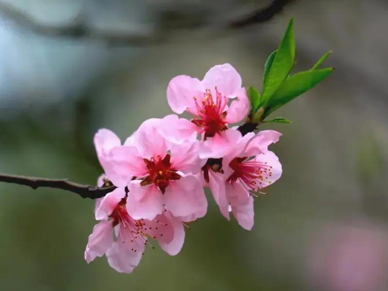 国色天香秀色可餐的美女 (秀色可餐与国色天香)