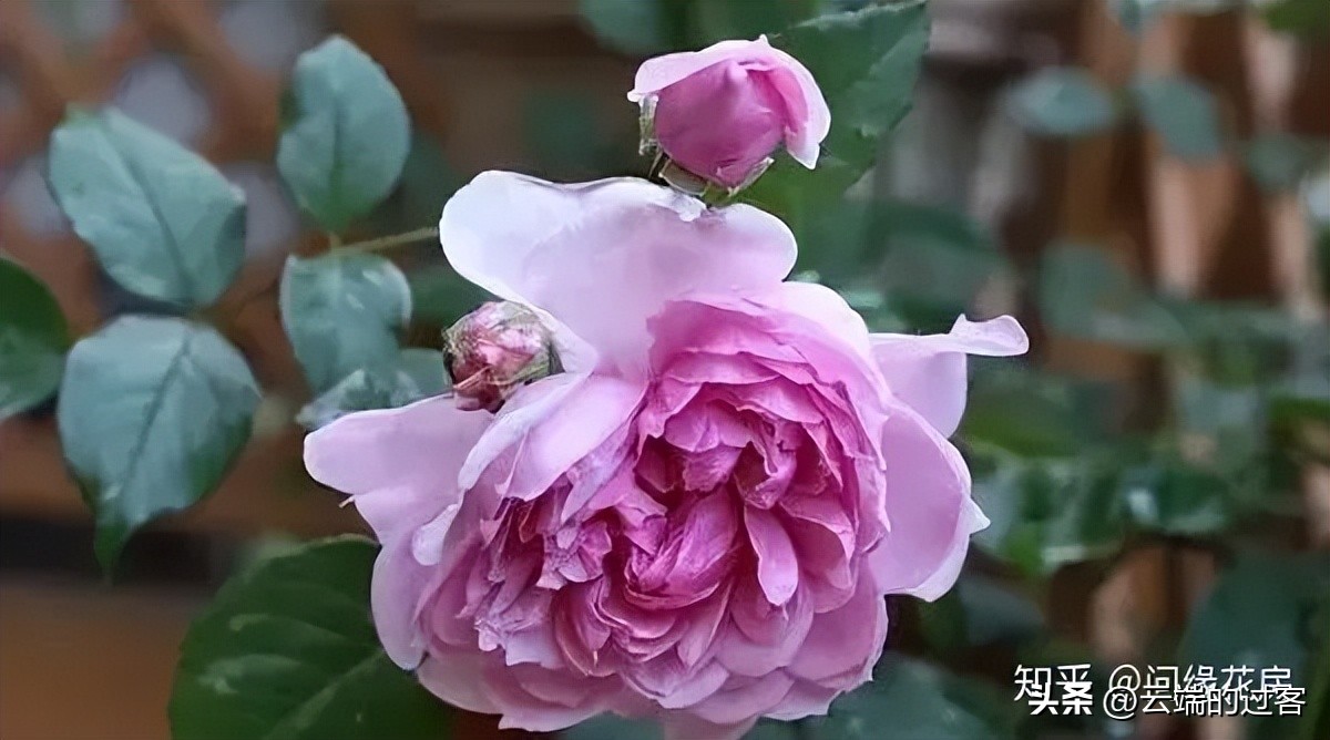 1到99朵玫瑰的含义图片,1到99朵玫瑰花语是什么