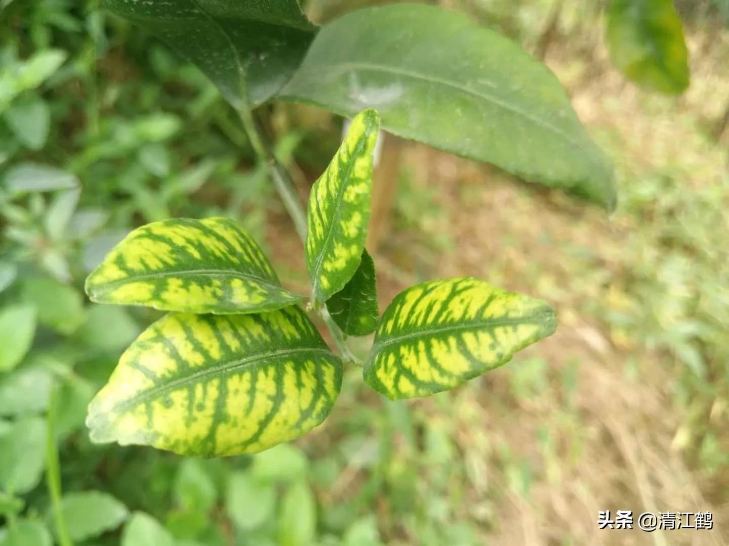 黄龙病树不砍除会自然枯死吗,黄龙树病能治理吗