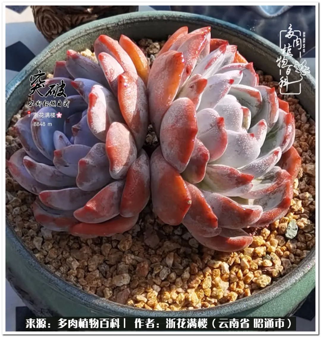 奔跑吧跑步,奔跑吧多肉盆栽