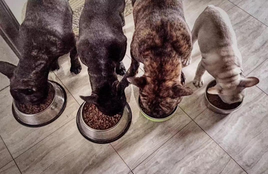 不建议新手买的狗粮,狗粮的选择避坑