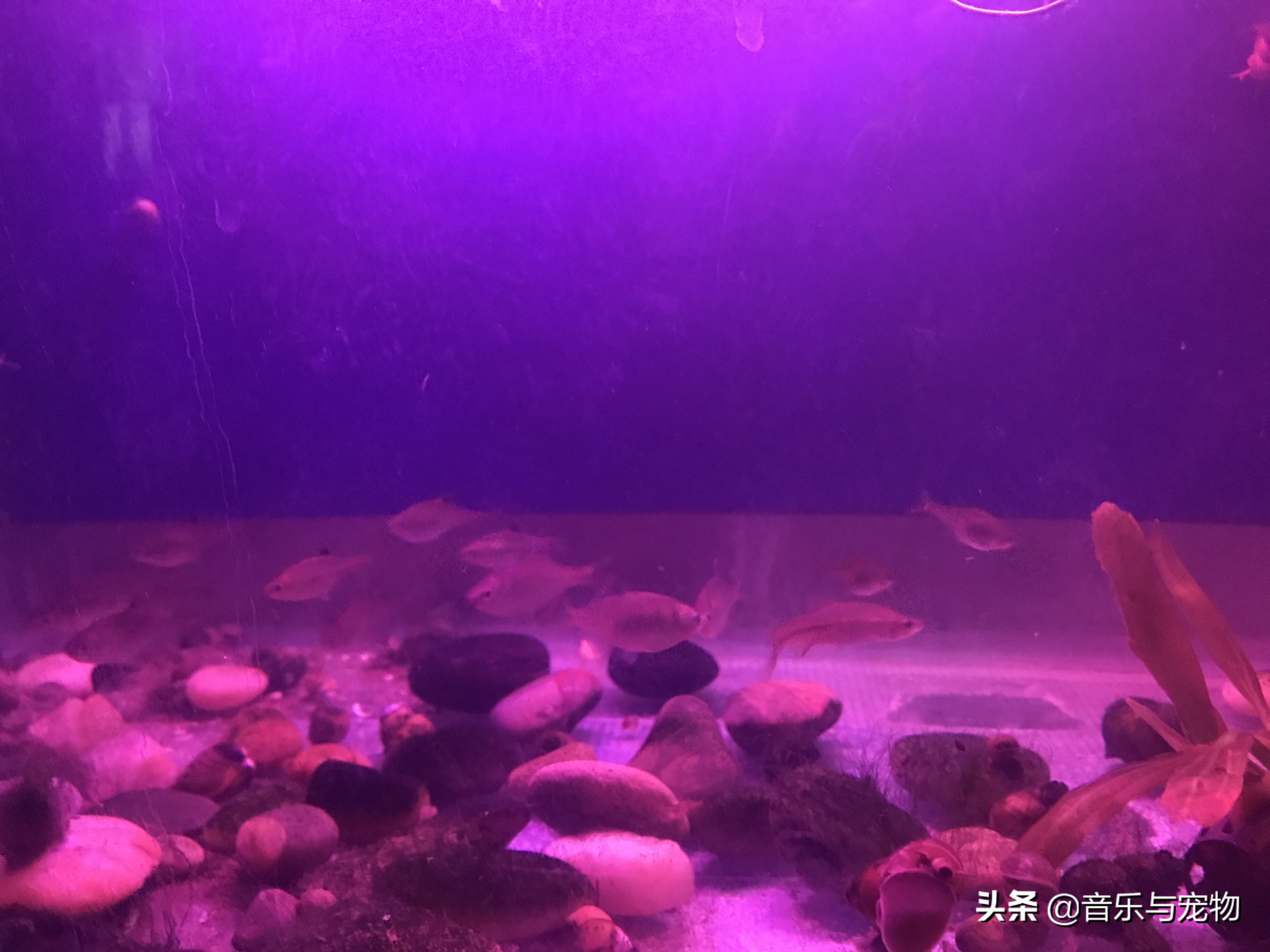 鱼缸爆缸水要怎么清理,鱼缸开始发臭必须翻缸吗