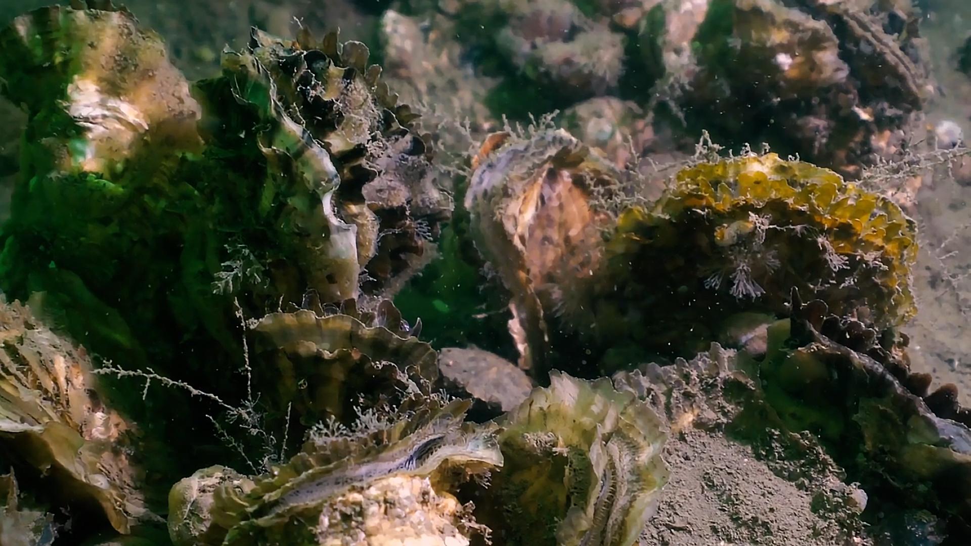 水母无法在冬天存活,水母不动了还能活吗