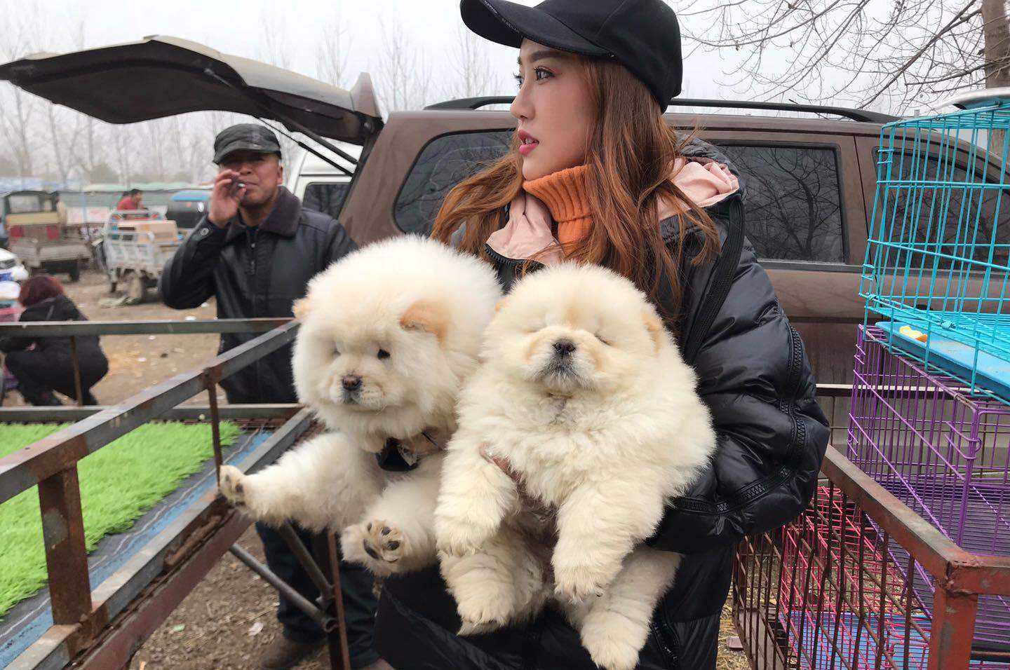 松狮祛泪痕推荐狗粮,松狮泪痕严重会瞎眼吗