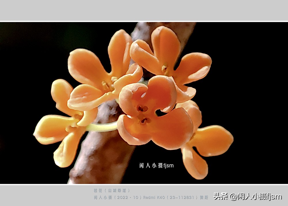 手机拍摄微距人像教程,关于手机微距摄影的一些小技巧