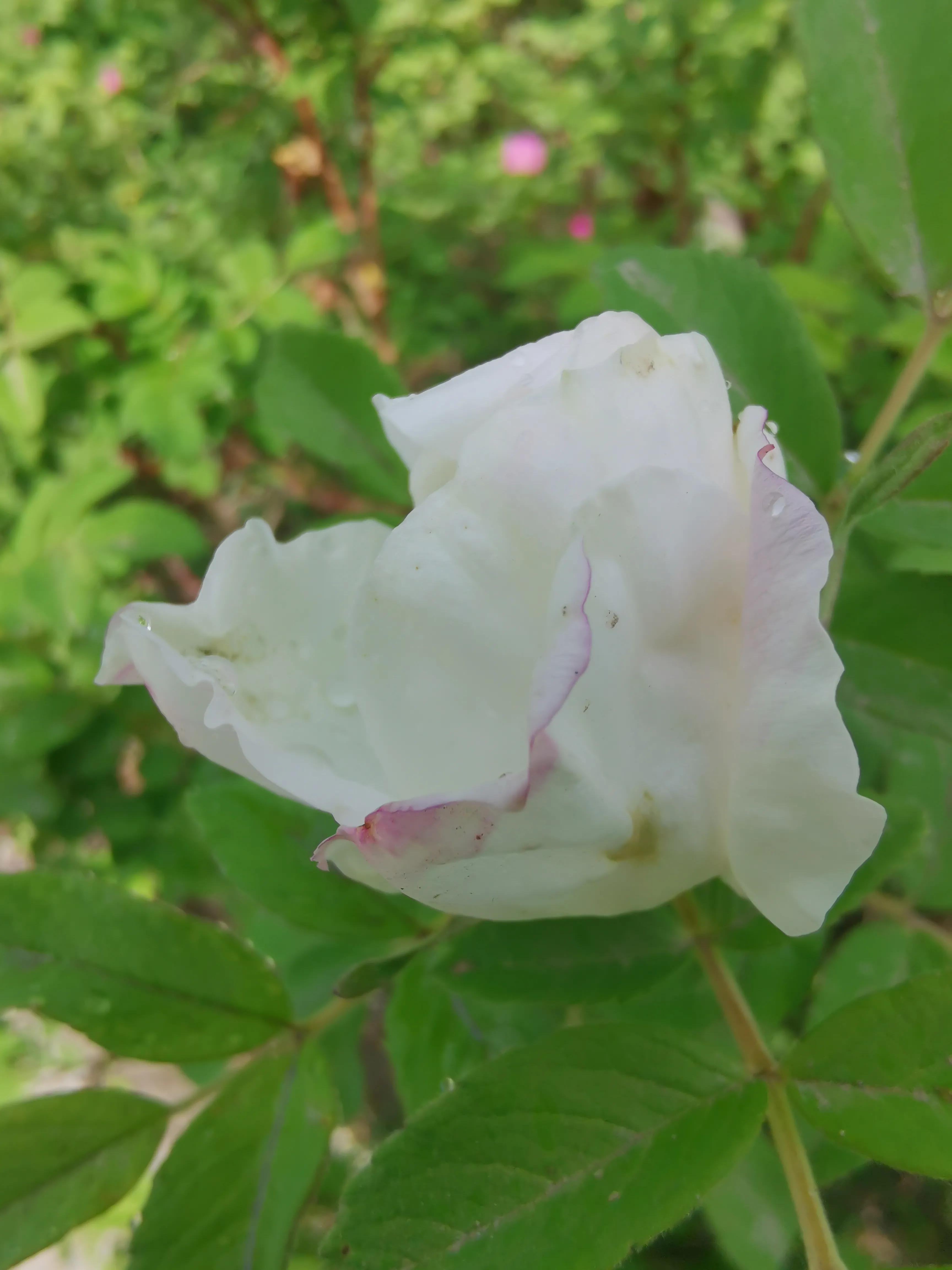 像玫瑰花绽放七律,七律深秋鲜花绽放