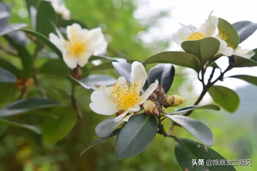 广州花都梯田油菜花,广州徒步赏油菜花路线