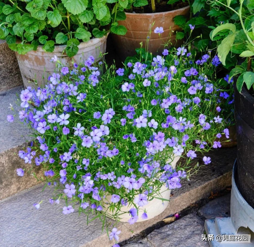 院子的生活才美好,一个装满生活气息的院子