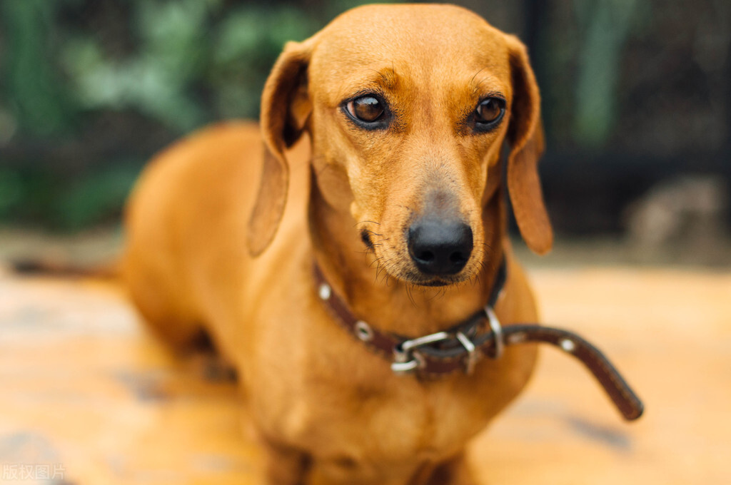 狗背带牵引绳好还是项圈的好,狗项圈和胸背带的优缺点