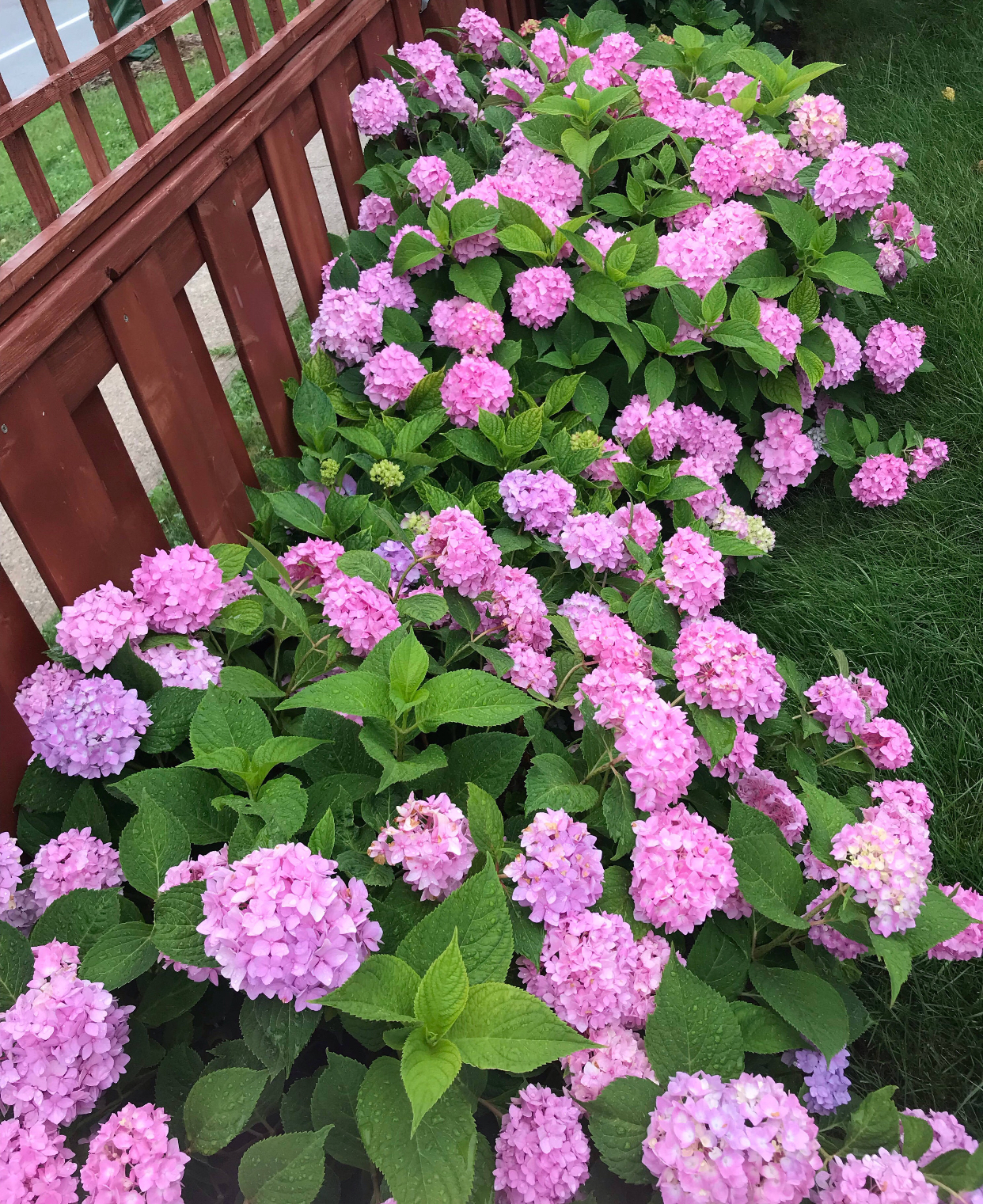 最好养的阳台5种花,适合南方室内养的50种花