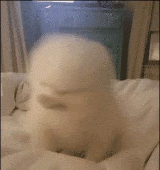 狗狗得空调病的表现,狗狗得了空调病怎么办