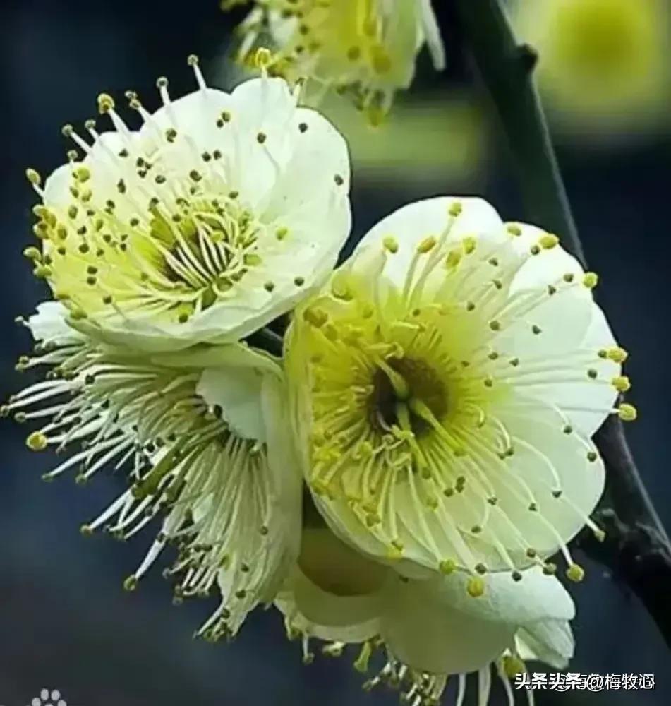 五言律诗咏梅五首,咏梅的最佳诗词七律