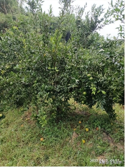 你的柑园布防果蝇未？