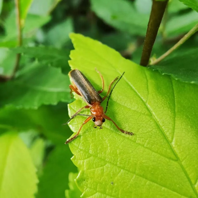 手机摄影作品欣赏夏荷之韵,夏荷摄影效果怎么样