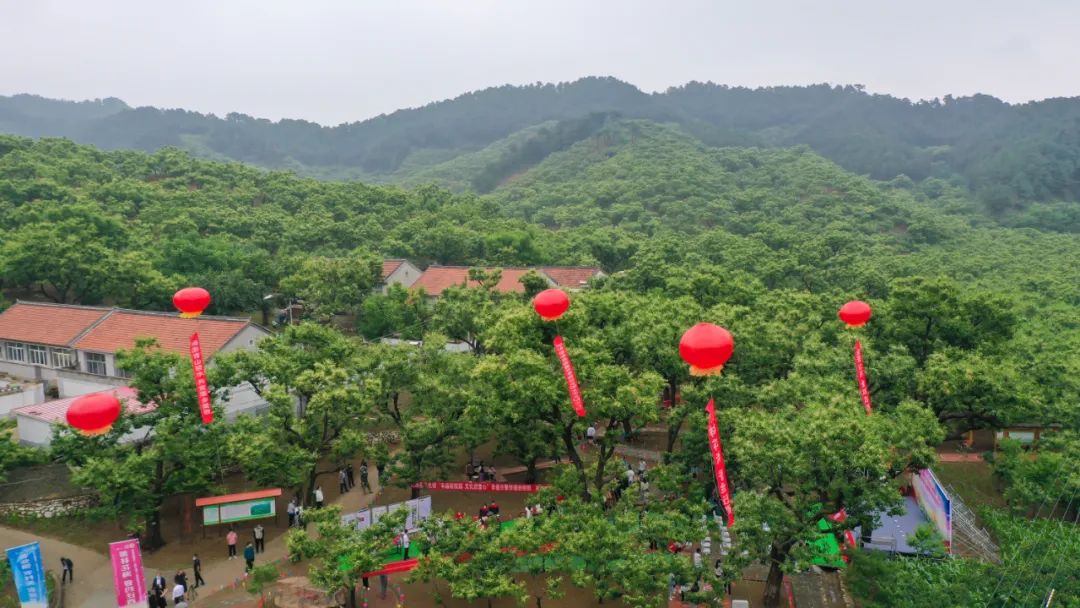 迁西板栗全球认养,迁西县板栗树