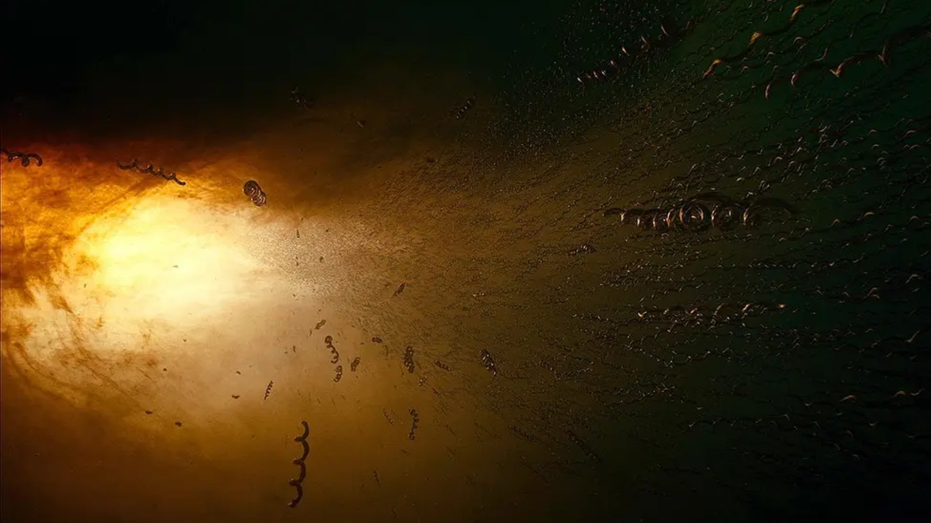 泰伦斯马利克镜头分析,泰伦斯马利克电影中的长镜头