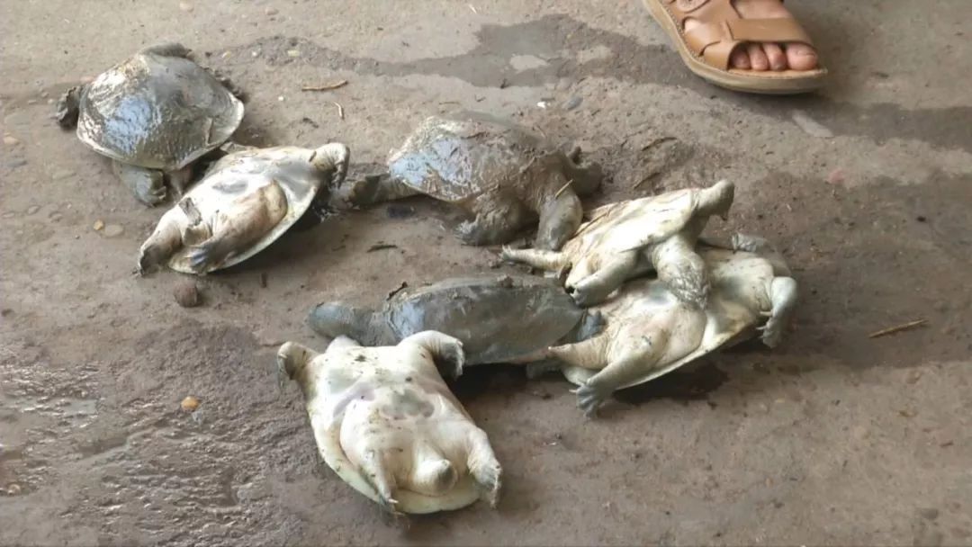 蚊子叮了甲鱼会死是真的吗,蚊子叮过甲鱼有毒吗