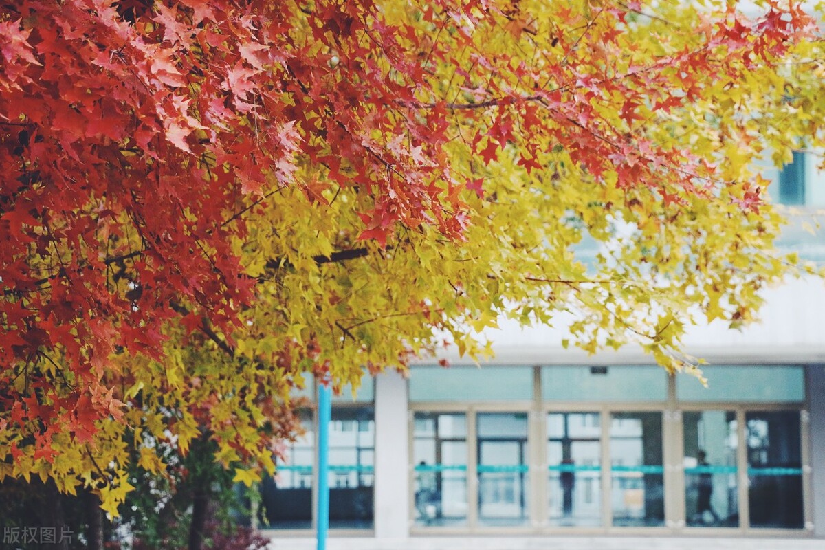 潍坊医学院的环境分析,潍坊医学院整体校园环境