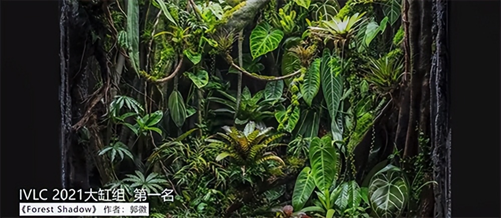 在卧室造一片弱肉强食的危险雨林，会打雷还真的会下雨