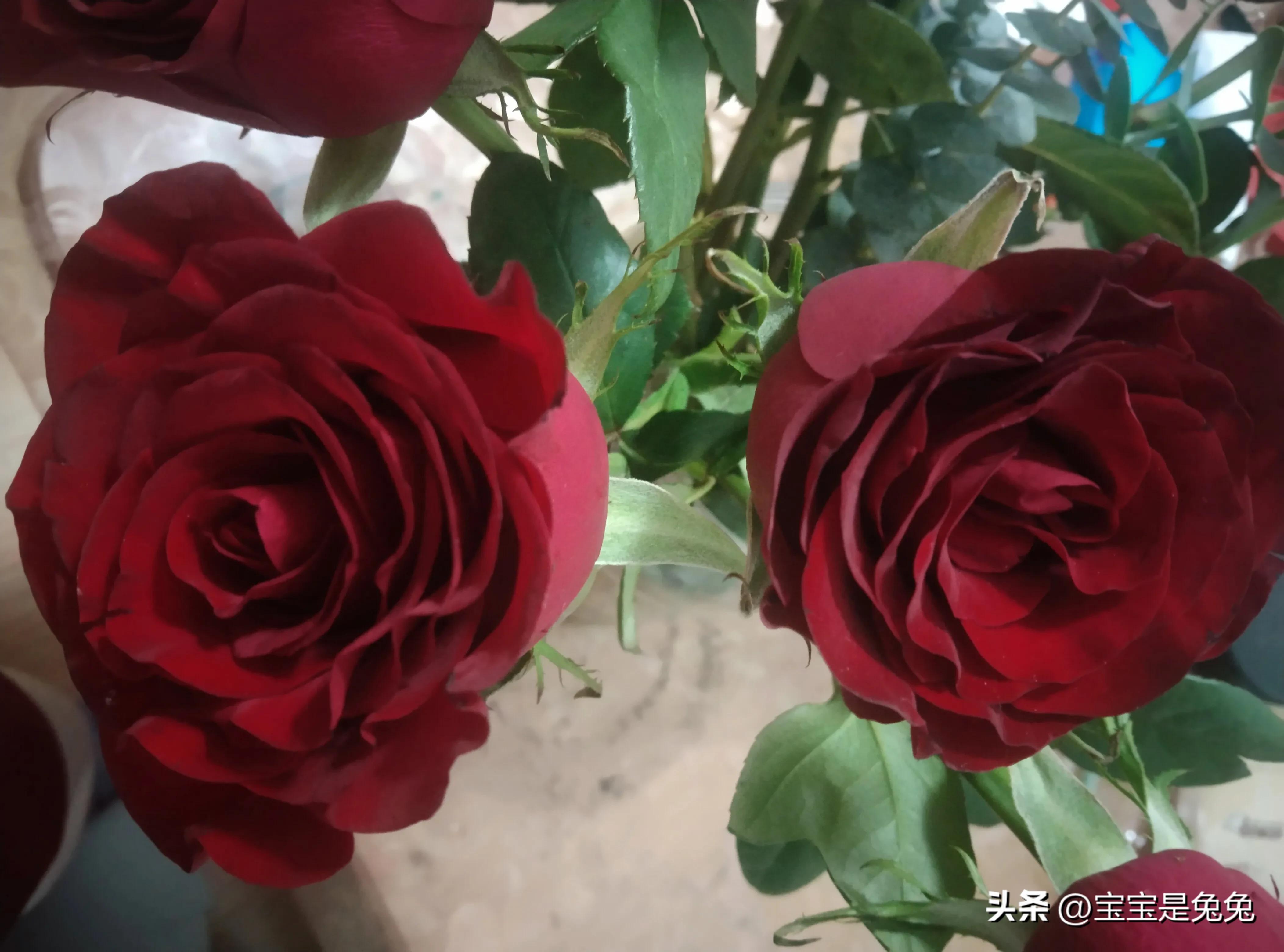 玫瑰花瓣一片片落在眼前是什么歌,玫瑰花瓣怎么晒干保存