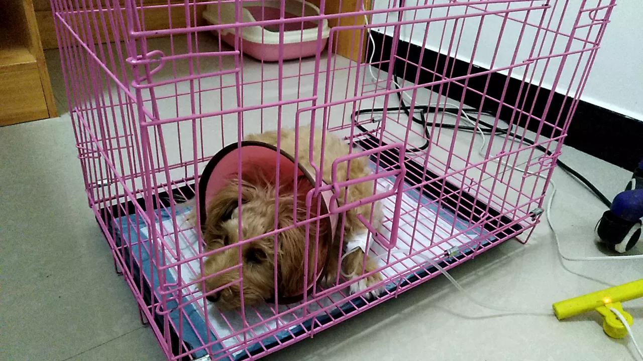 狗狗怎样会感染细小病毒,狗狗感染细小还能睡着吗