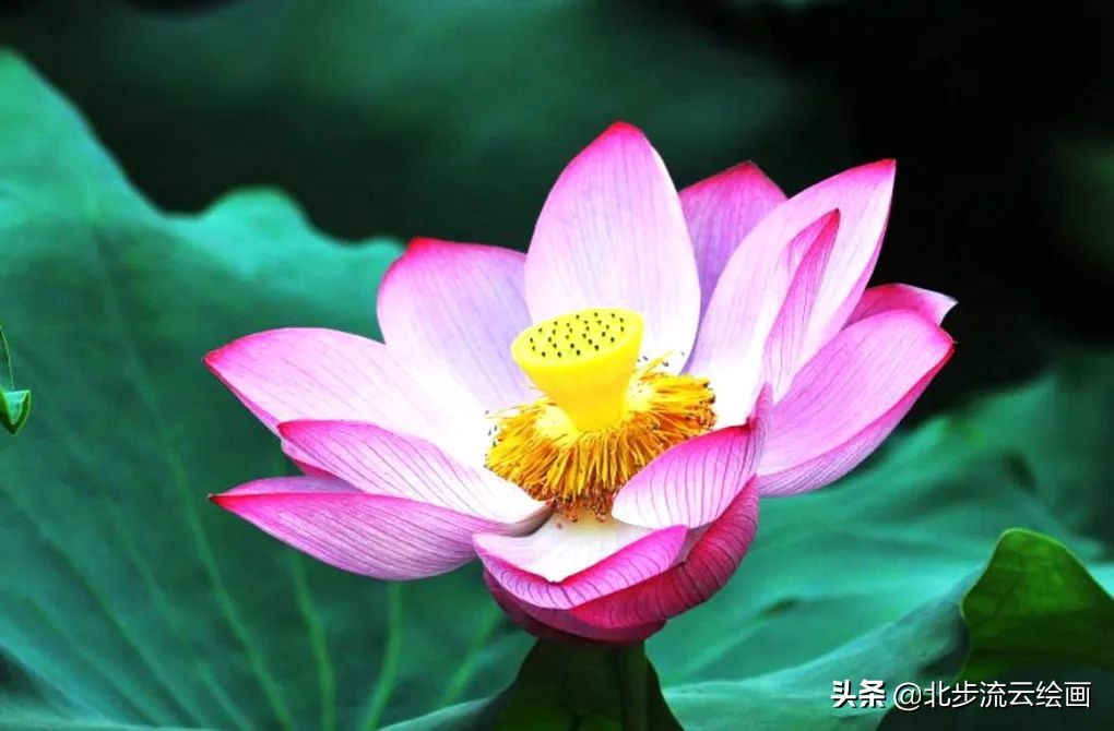 青蛙和荷花简笔画简单又好看,荷花手抄报简单又漂亮简笔画