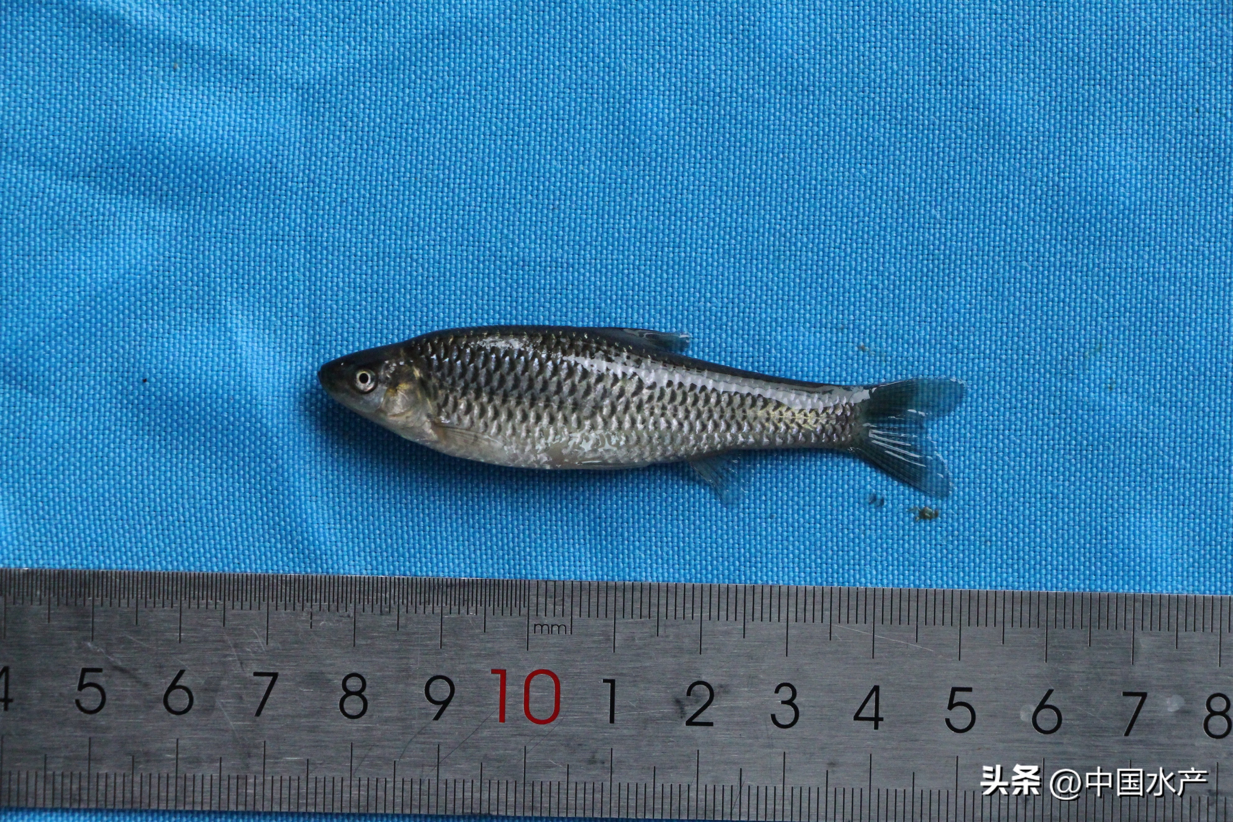 水生外来物种入侵防控工作方案,水生动物防疫