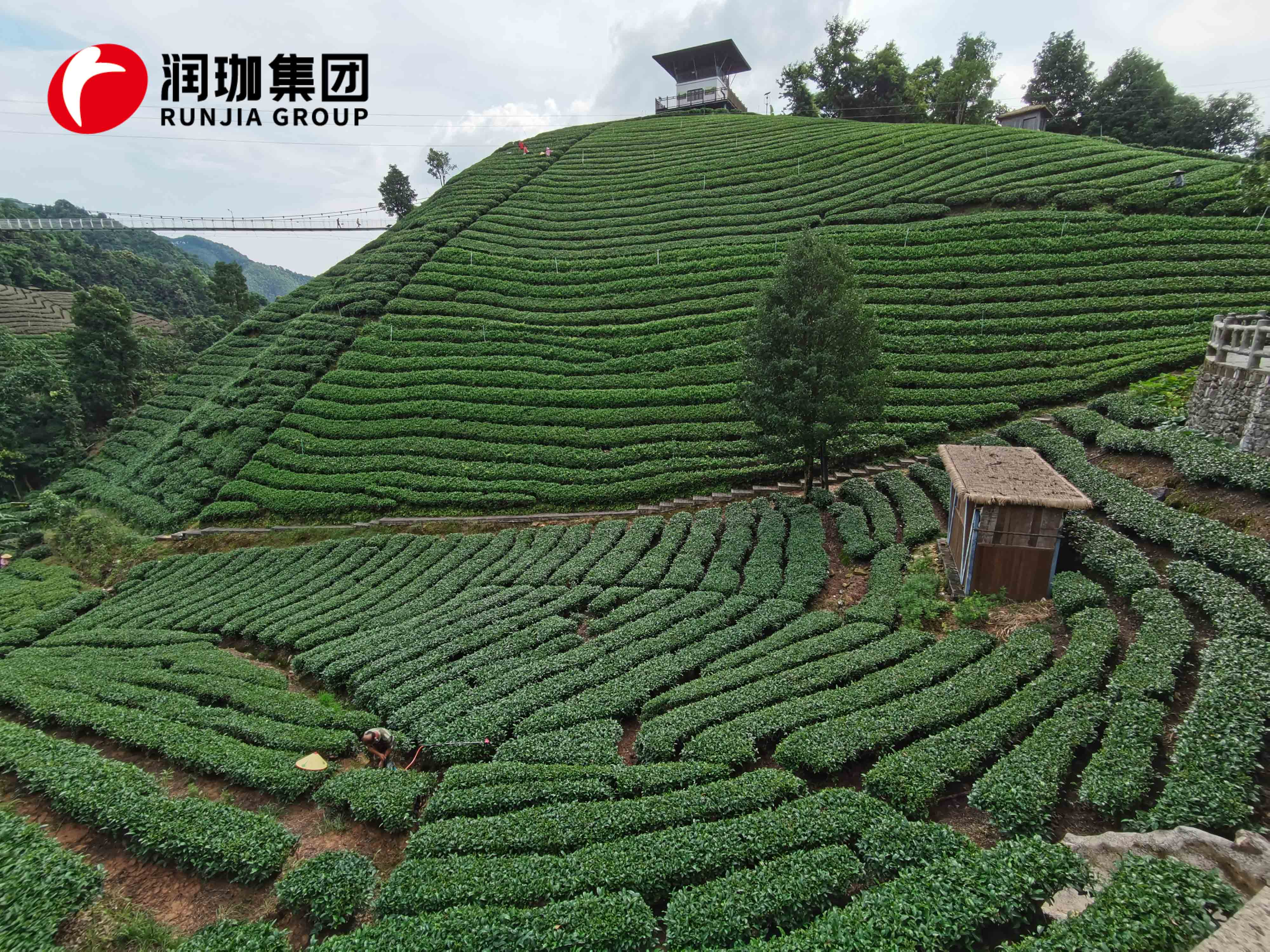 茶光互补需要哪些条件,浙江茶光互补项目