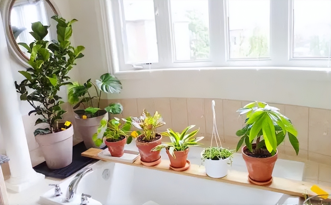 5种花浇不死浇水越多长得越旺,十种不能乱浇水的花