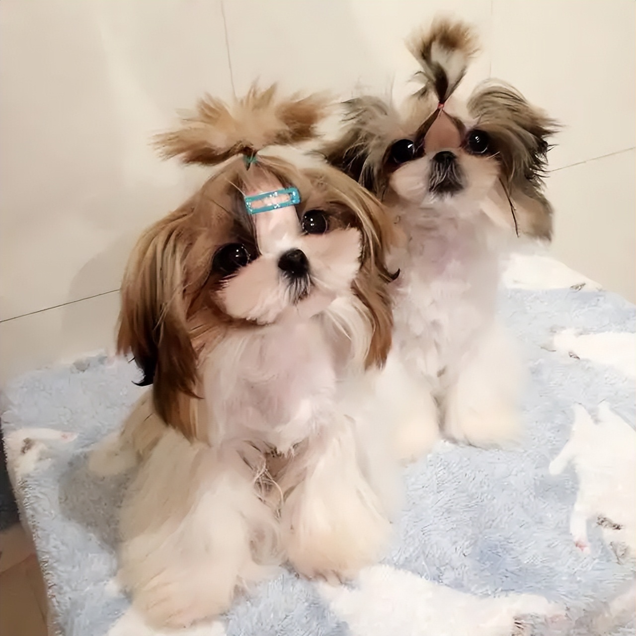 中国本土犬种盘点篇:不输外来犬种