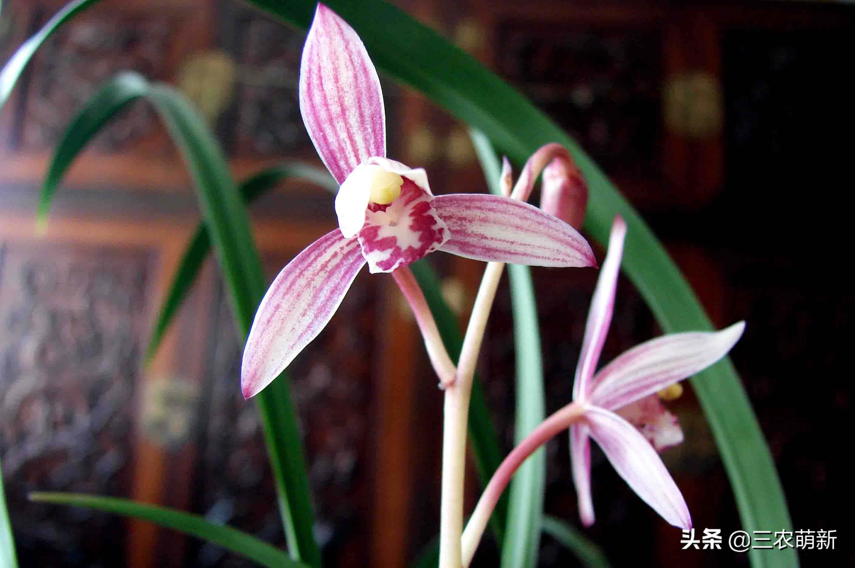 兰花的哪些品种比较好养,兰花哪个品种好养养不死