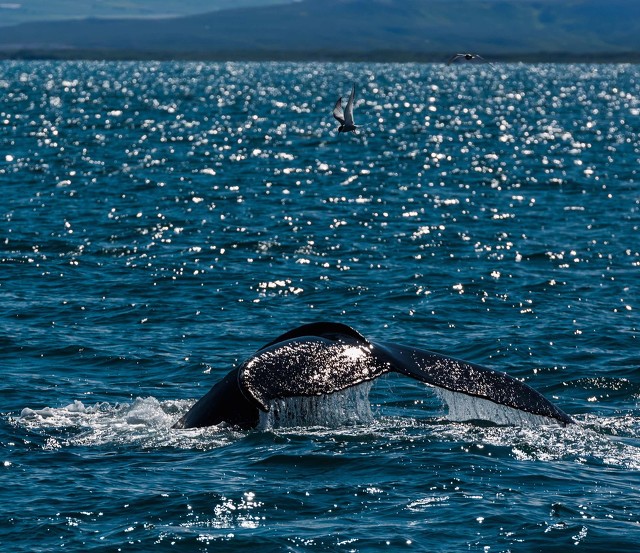 数百头鲸鱼搁浅澳洲海滩,大型鲸鱼搁浅的原因