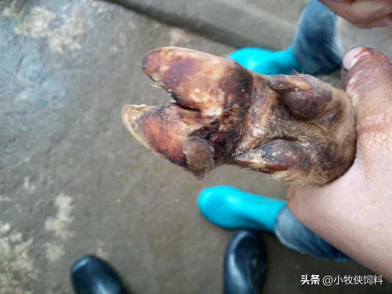 羊腐蹄病的治疗打什么针,羊腐蹄病怎么预防用什么中药好