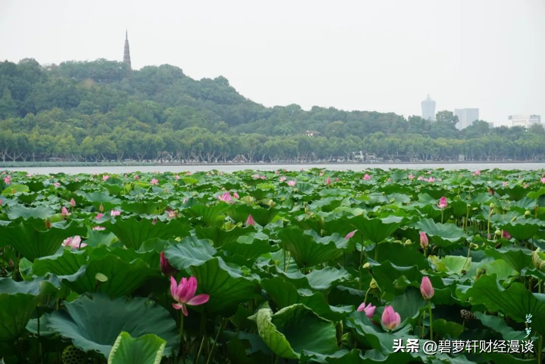 长沙第一波赏荷地图,杭州夏日赏荷地图