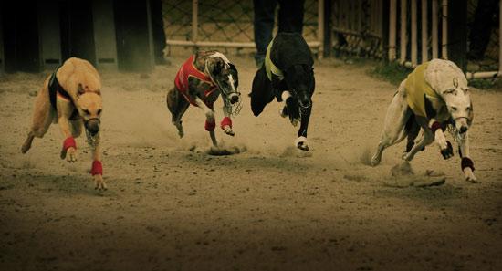 罗曼蒂克消亡史是谍战片吗,罗曼蒂克消亡史啥时候是谍战片了