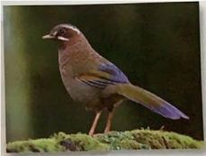 金丝燕科普视频,金丝燕的介绍