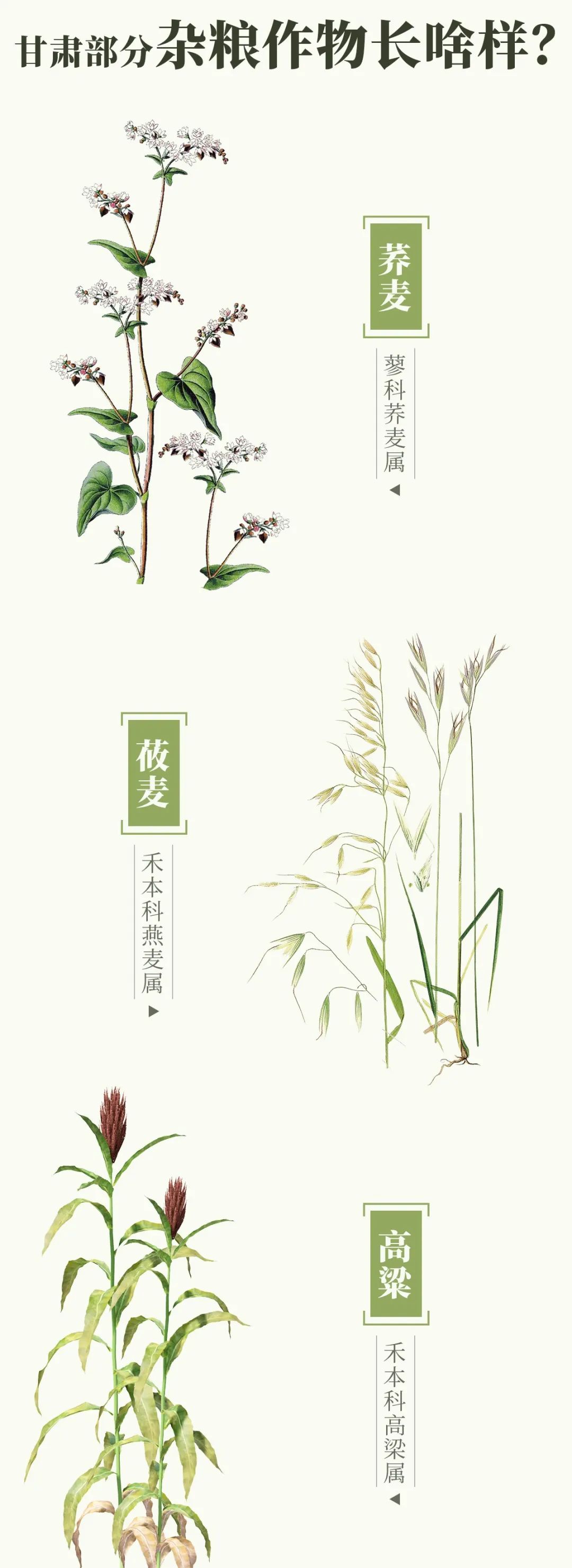 甘肃人一年四季都吃面为什么不胖,甘肃吃米还是面