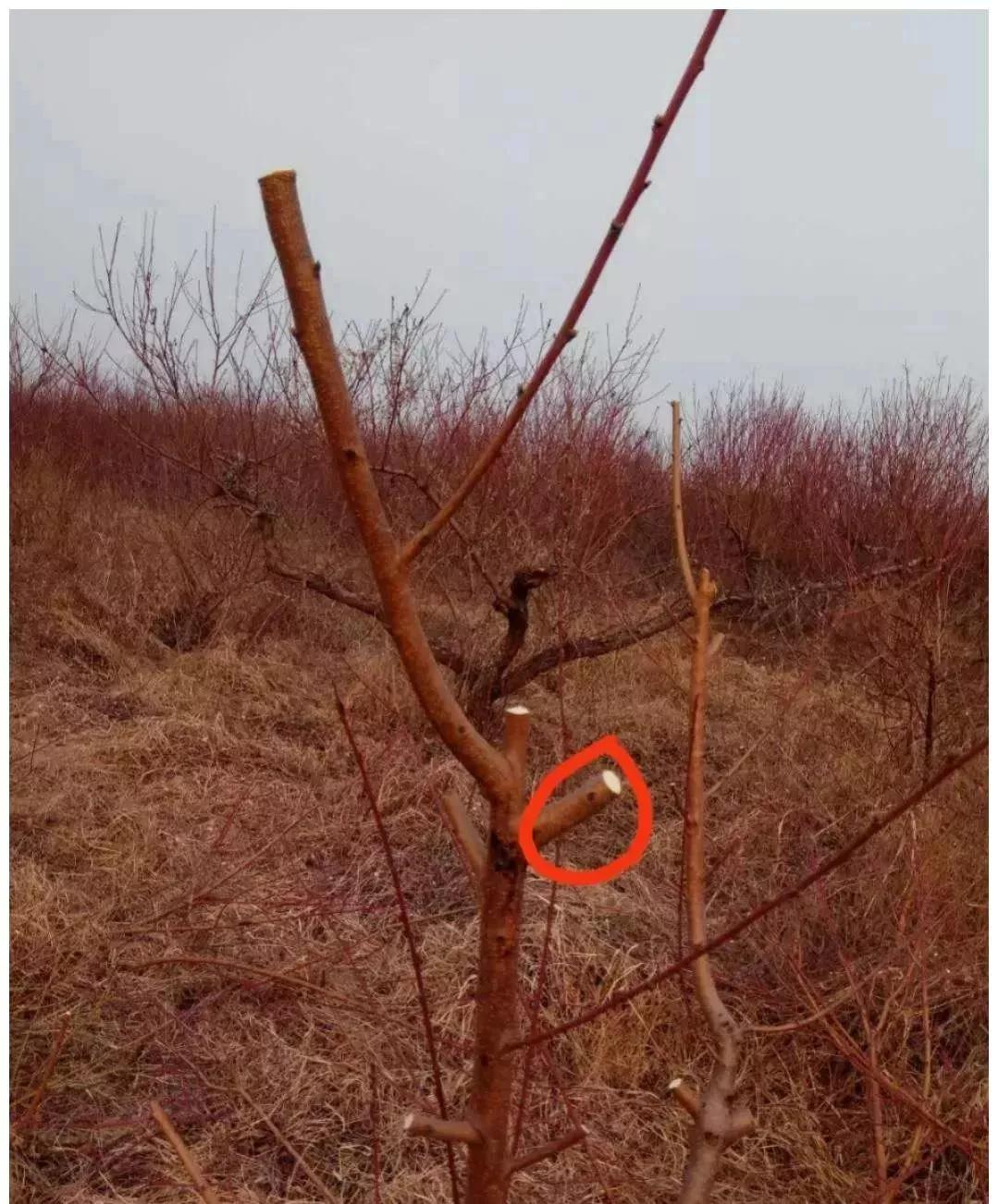 桃树坐果率高怎么办,桃树成花