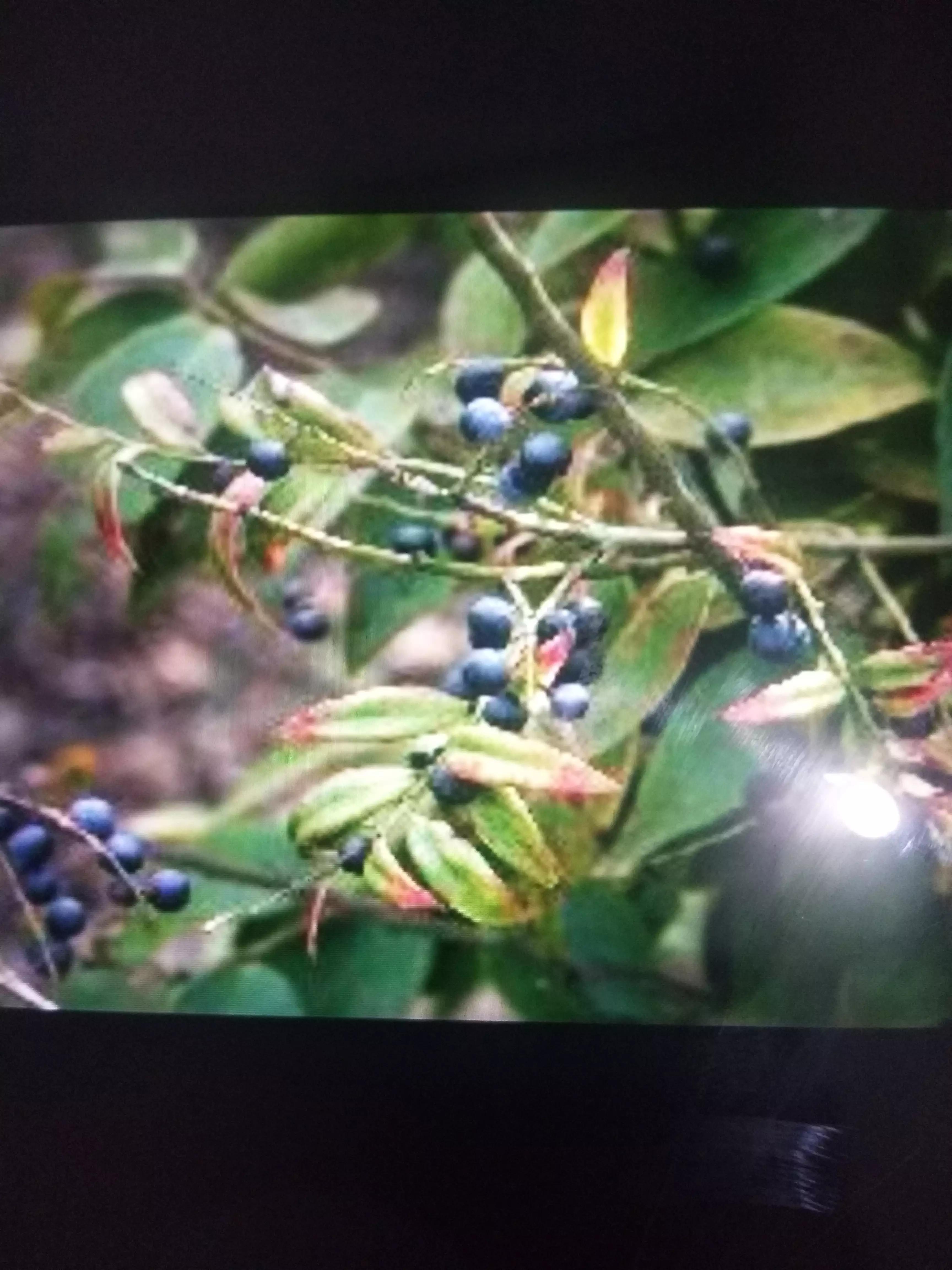 广西人的童年野果,广西人的童年有多快乐