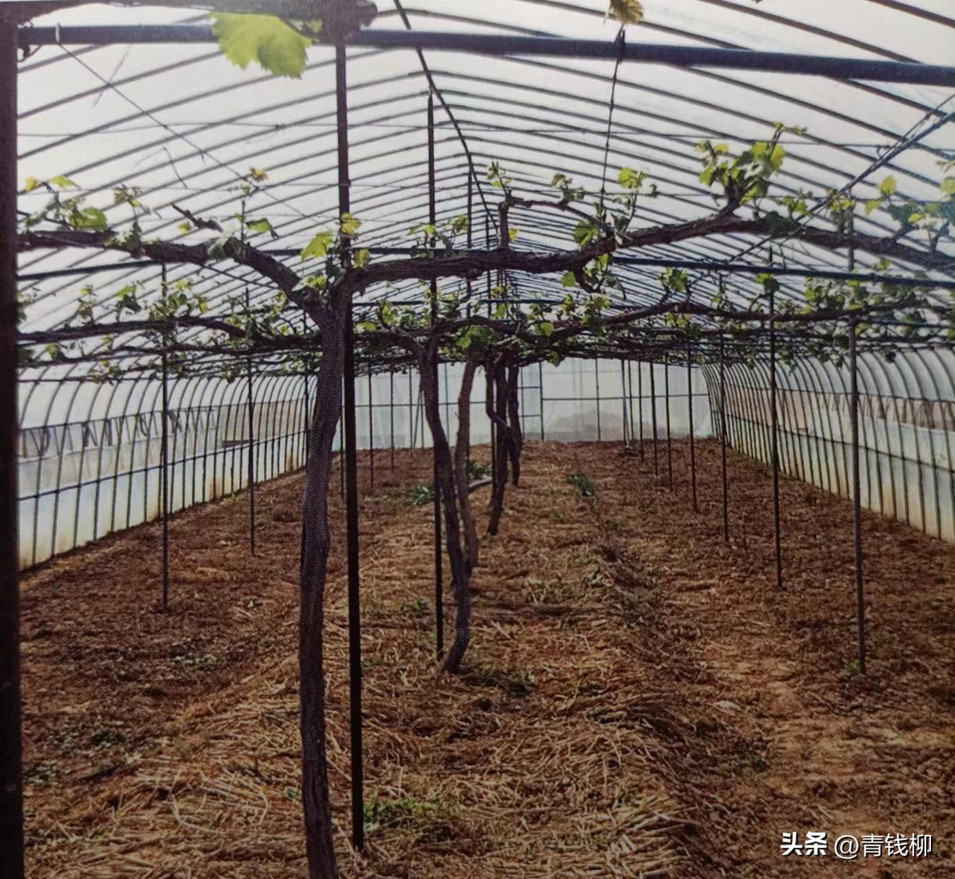 阳光玫瑰葡萄种植土处理,种阳光玫瑰葡萄怎样改良土壤