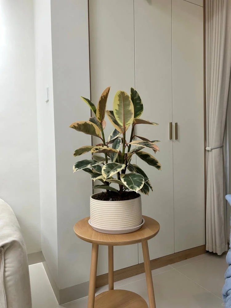 花叶橡皮树可以半阴养护吗,花叶橡皮树的养护方法