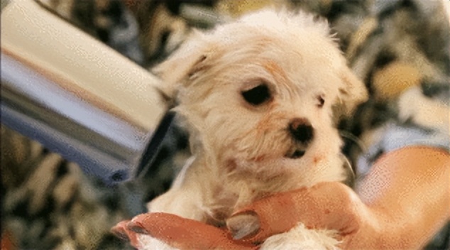 贵宾犬毛发黄是怎么了,如何改善贵宾犬毛发